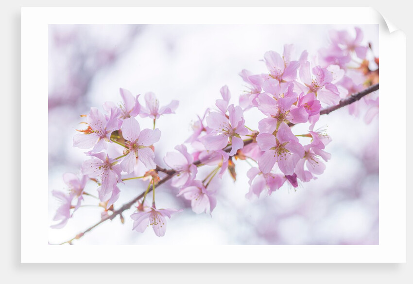 Blossoms by Assaf Frank